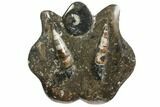 Fossil Goniatite & Orthoceras Sculpture - Morocco #111017-1